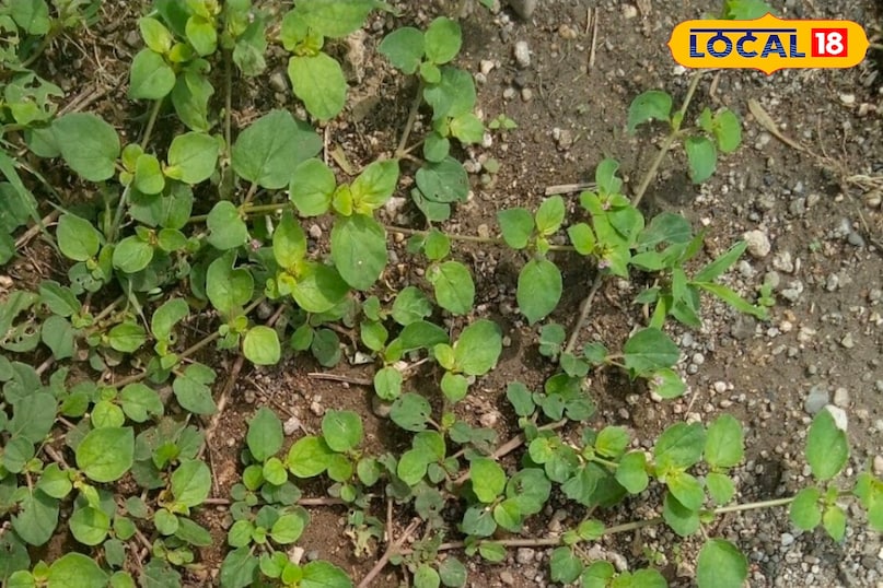 पुनर्नवा 