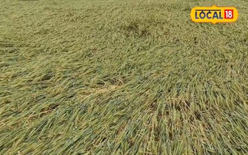 बर्बाद फसल 