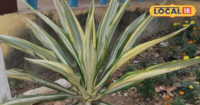 पौधे के बारे में बताते कृषि वैज्ञानिक