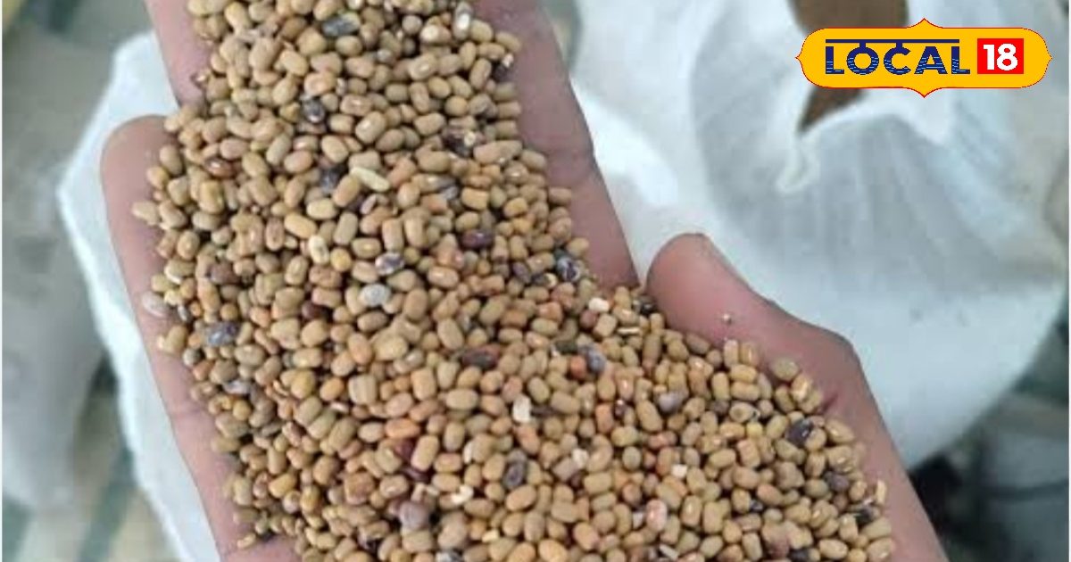 बीकानेर का मोठ बनेगा ग्लोबल ब्रांड! GI टैग की दौड़ तेज, भुजिया से लेकर किसानों तक बदलेगी पूरी तस्वीर