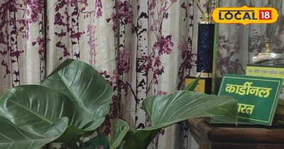 यह पौधा नहीं, प्रदूषण सोखने वाला फिल्टर है! घर की हवा शुद्ध करे, मेंटिनेंस 0.