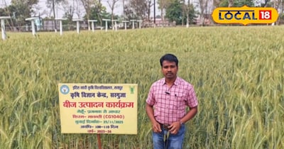 गेहूं उत्पादन