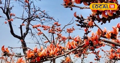 कुंदरी लाह बगान की तस्वीर 