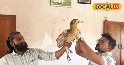 रेत के समंदर में मिला दुर्लभ 'बूमिंग' पक्षी, शर्मीले युरेशियन बिटर्न की खासियत कर देगी हैरान.