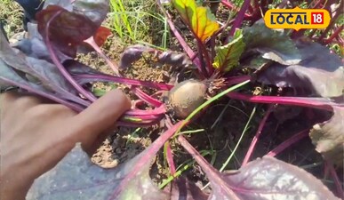 चुकंदर की खेती।