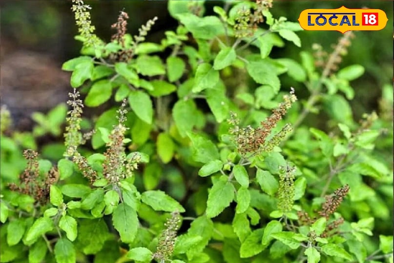 Moradabad news, hindi news, local news, up news, मुरादाबाद समाचार, हिंदी समाचार, लोकल समाचार, यूपी समाचार । Moradabad news, hindi news, local news, up news, मुरादाबाद समाचार, हिंदी समाचार, लोकल समाचार, यूपी समाचार ।