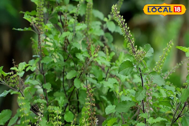 Moradabad news, hindi news, local news, up news, मुरादाबाद समाचार, हिंदी समाचार, लोकल समाचार, यूपी समाचार Moradabad news, hindi news, local news, up news, मुरादाबाद समाचार, हिंदी समाचार, लोकल समाचार, यूपी समाचार