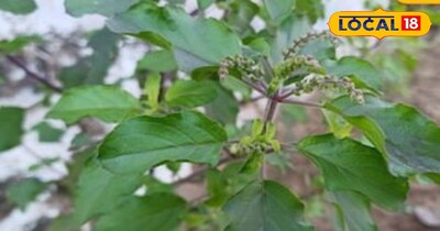 तुलसी का पेड़ सेहत के लिए होता है फायदेमंद।