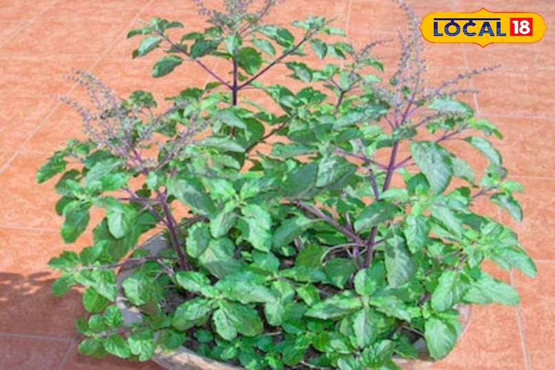 Moradabad news, hindi news, local news, up news, मुरादाबाद समाचार, हिंदी समाचार, लोकल समाचार, यूपी समाचार । Moradabad news, hindi news, local news, up news, मुरादाबाद समाचार, हिंदी समाचार, लोकल समाचार, यूपी समाचार ।