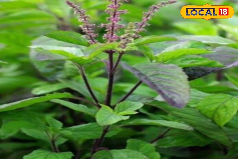 Moradabad news, hindi news, local news, up news, मुरादाबाद समाचार, हिंदी समाचार, लोकल समाचार, यूपी समाचार । Moradabad news, hindi news, local news, up news, मुरादाबाद समाचार, हिंदी समाचार, लोकल समाचार, यूपी समाचार ।