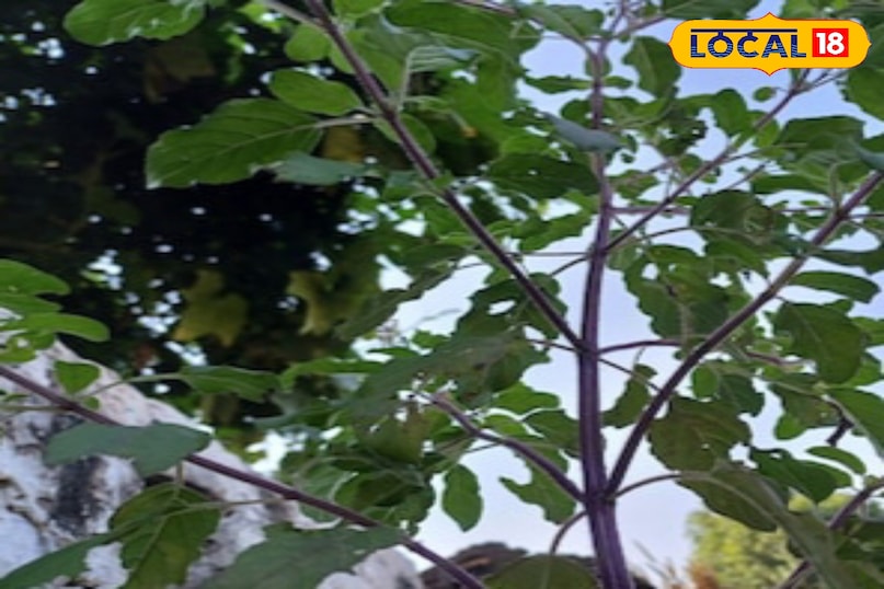 Moradabad news, hindi news, local news, up news, मुरादाबाद समाचार, हिंदी समाचार, लोकल समाचार, यूपी समाचार । Moradabad news, hindi news, local news, up news, मुरादाबाद समाचार, हिंदी समाचार, लोकल समाचार, यूपी समाचार ।