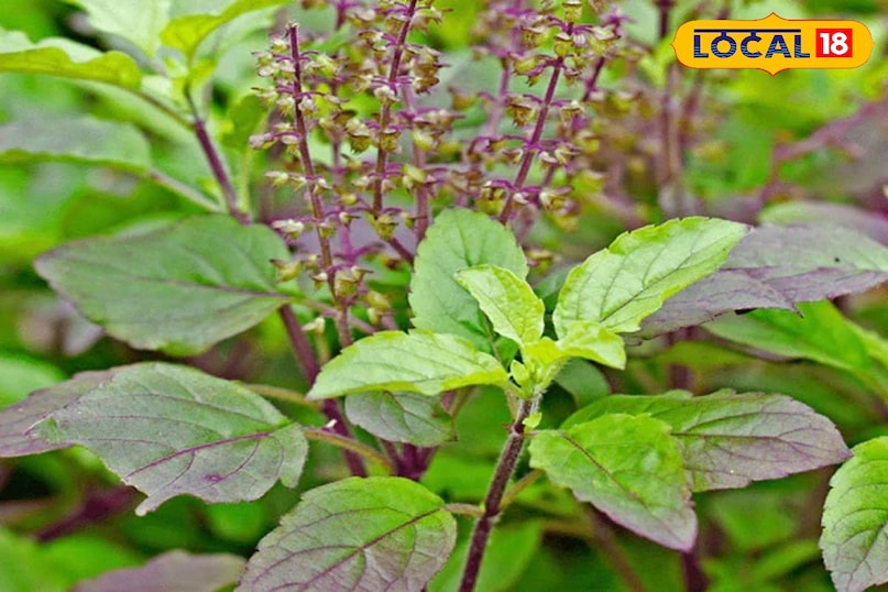 Moradabad news, hindi news, local news, up news, मुरादाबाद समाचार, हिंदी समाचार, लोकल समाचार, यूपी समाचार । Moradabad news, hindi news, local news, up news, मुरादाबाद समाचार, हिंदी समाचार, लोकल समाचार, यूपी समाचार ।