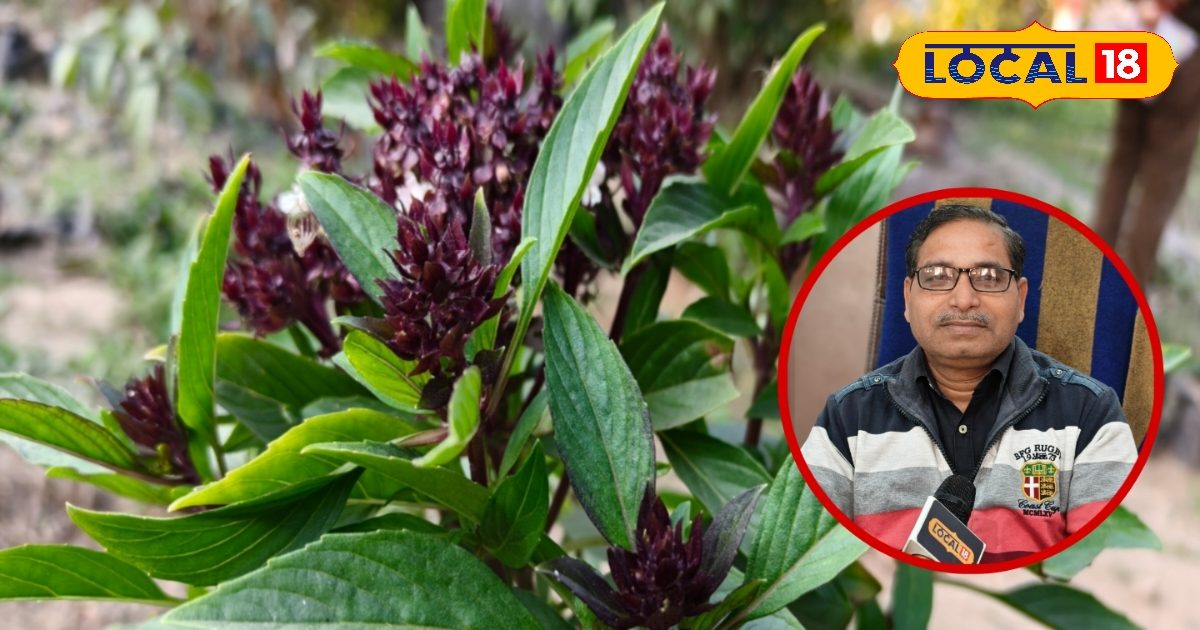 घर में लगाएं दौना का पौधा, खुशबू से महकेगा घर और मिलेंगे सेहत के फायदे, जानिए