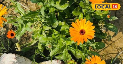 गर्मियों में भी गार्डन रहेगा एकदम एवरग्रीन! बस ये छोटा सा देसी जुगाड़ अपनाएं, सू