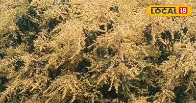 आम के बौर की देखभाल 