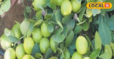 लिंबाच्या झाडाला फळे लागत नाहीत? तज्ञांकडून जाणून घ्या 5 सोपे उपाय, वाढवा उत्पादन
