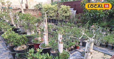 गर्मियों के मौसम में पौधे रहेंगे हमेशा हरे भरे