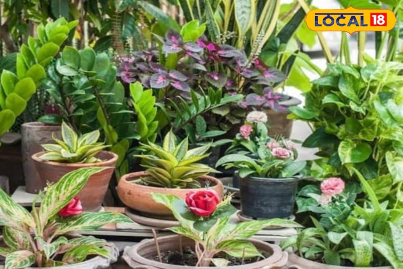 देसी उपाय देसी उपाय