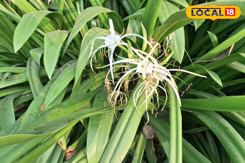 देसी उपाय देसी उपाय