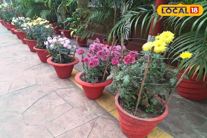 देसी उपाय देसी उपाय