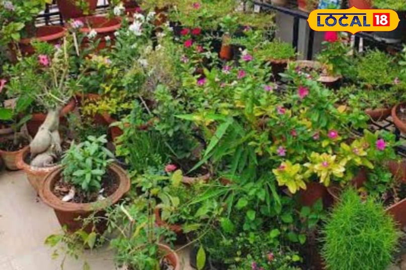 देसी उपाय देसी उपाय