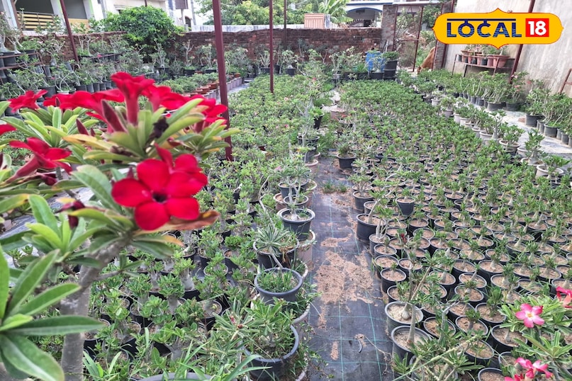 देसी उपाय देसी उपाय