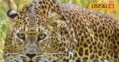 झारखंड में तेंदुओं की संख्या में तेजी से वृद्धि, वन विभाग के लिए नई चुनौती.