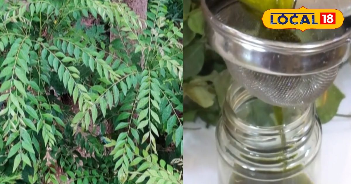 कैंची नहीं हटेगी बालों से! ये एक पत्ता बदल देगा आपके बालों की किस्मत, झड़ना होगा बंद, ग्रोथ होगी तेज