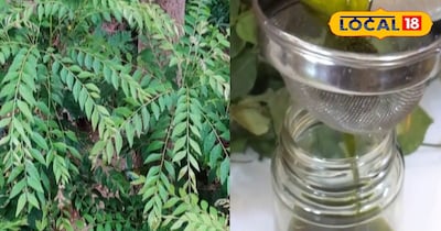 Unlock Hair's Destiny: Curry Leaves Stop Fall, Boost Growth Naturally!