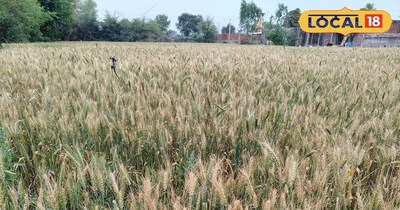 गेहूं का फसल.