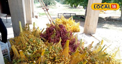 बीकानेर में खेती अब नई दिशा की ओर बढ़ रही है