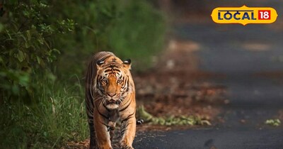 পিলিভিট টাইগার রিজার্ভের আবেগপ্রবণ প্রাণী: হাতিরা বহু বছর পর আপনজনদের চেনে, বানরদের মানুষের মতো শোক