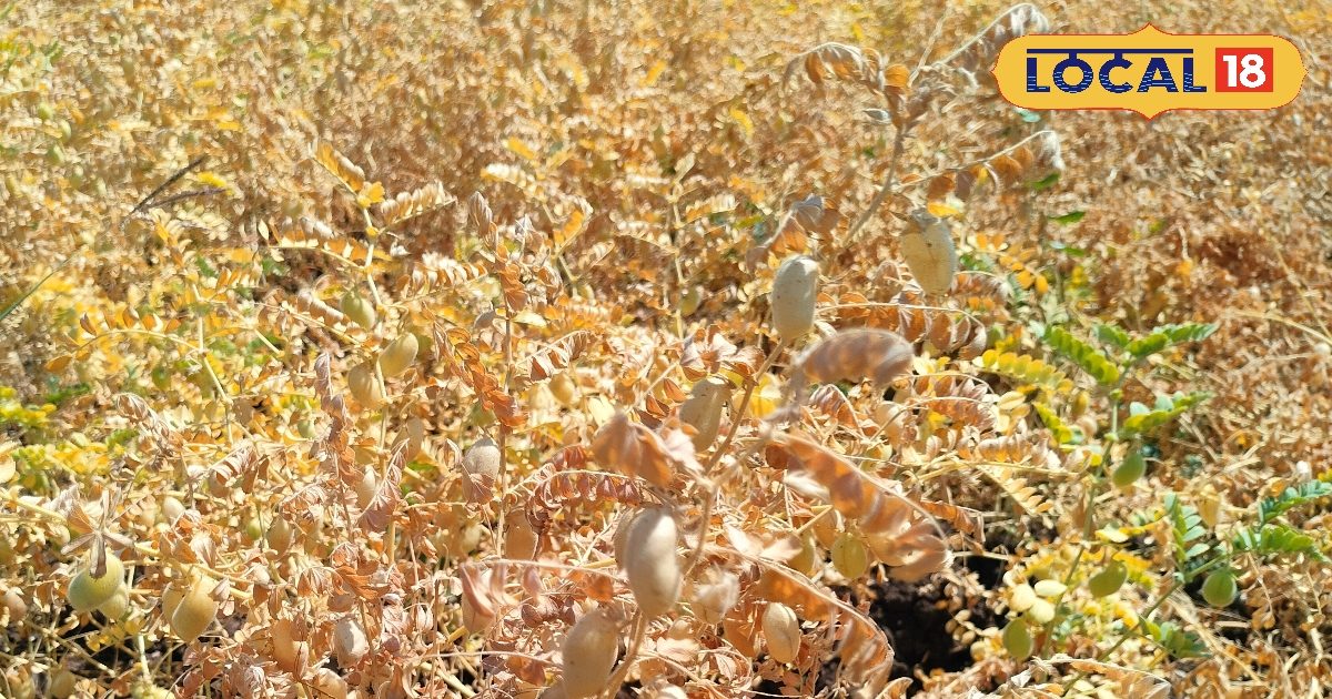 समर्थन मूल्य बढ़ने से किसान खुश! खरगोग में रिकॉर्ड 12000 पंजीयन, जानें कब कहां चना खरीदी