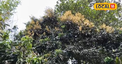 पहली बारिश के बाद आम-लीची के मंजर का रखें ध्यान, फल का साइज भी होगा बड़ा!