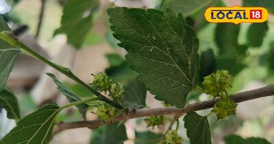 शहतूत का फल 