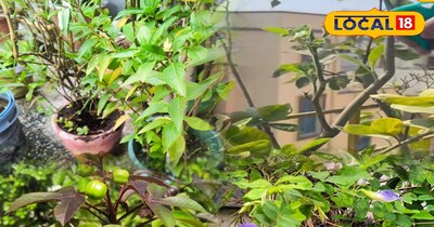 किचन गार्डन