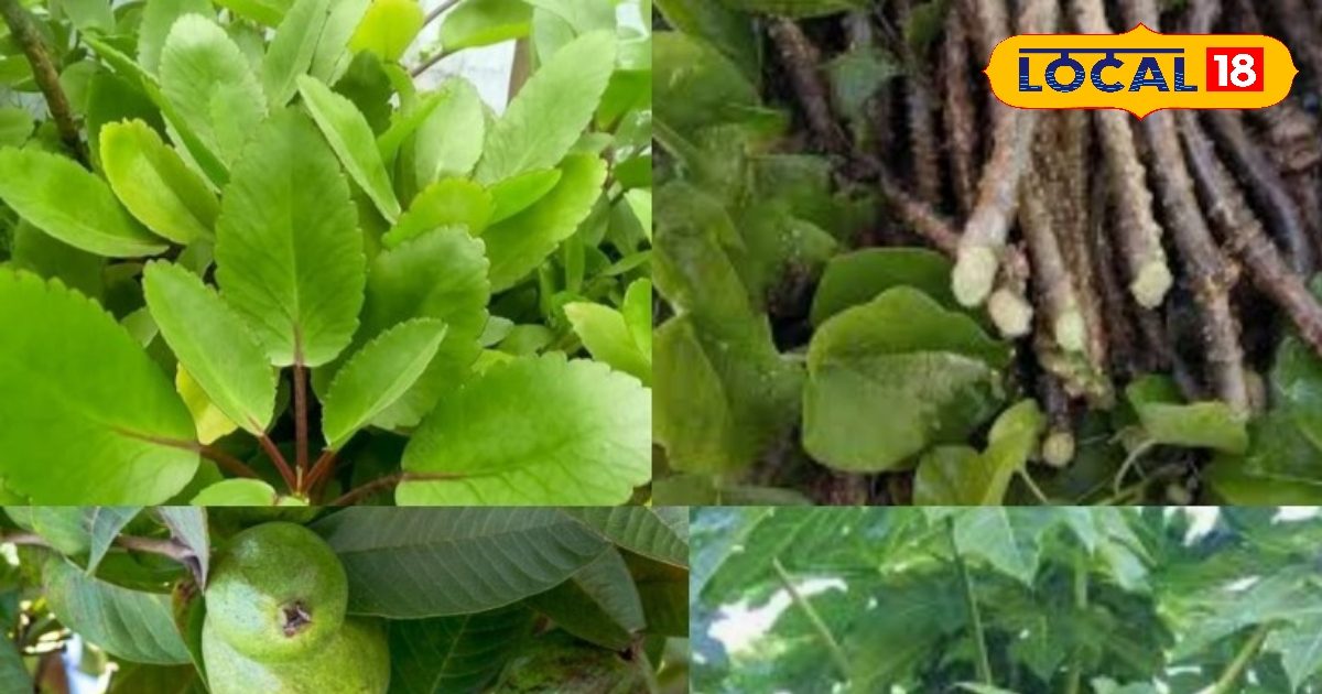 इम्यूनिटी बढ़ाने का नुस्खा खोज रहे हैं? रोज खाएं ये पत्ते, पूरी तरह रहेंग फिट