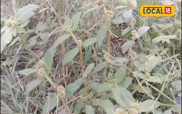 Dudhi ghas ka kamal, remedy for diabetes-asthma, home remedy for blood sugar con