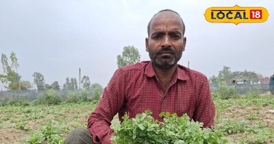 सिर्फ 1000 रुपये में 30 हजार की कमाई! 30 दिन में मालामाल कर देगी यह खेती.