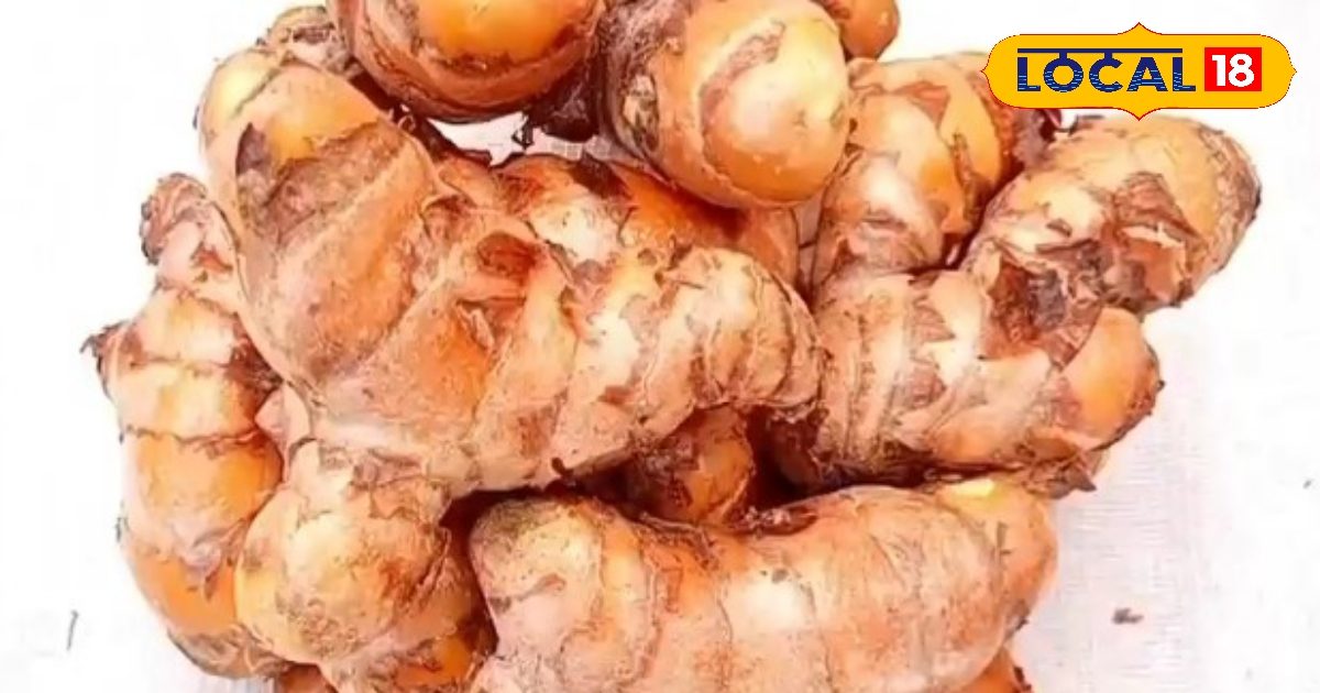 फ्री में लेना चाहते हैं आर्गैनिक हल्दी उगाने की ट्रेनिंग, सुरेंद्र त्यागी के पास है 22 साल का अनुभव, आनंदीबेन पटेल से हो चुके हैं सम्मानित