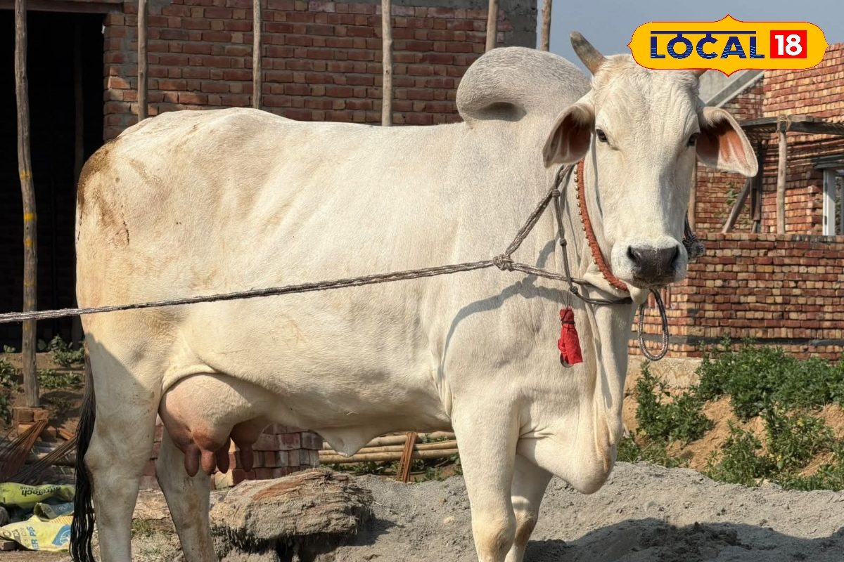 सेहत के लिए वरदान है \'खीस\', सामान्य दूध की तुलना में 5 गुना प्रोटीन, डायबिटीज मरीजों के लिए अमृत