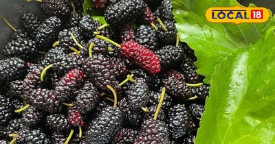 शहतूत गर्मियों में कुछ ही दिनों तक मिलता है.