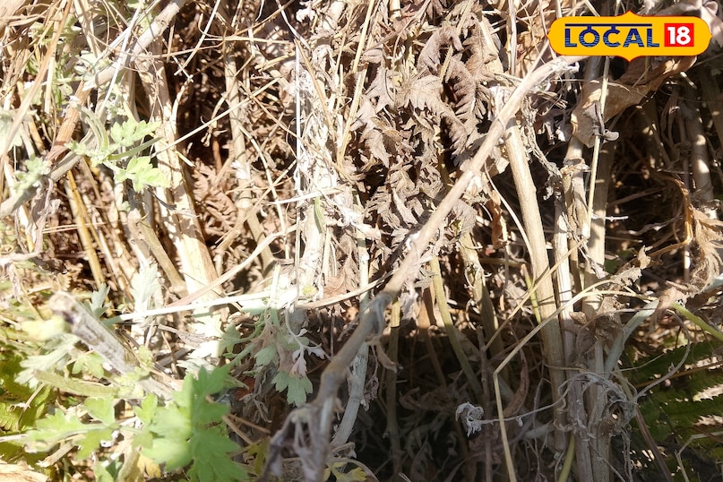 experience of old people 