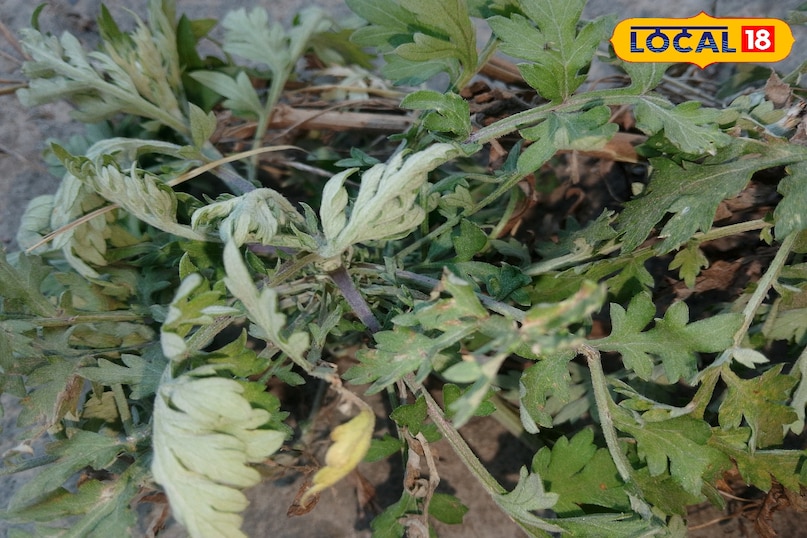 why this is beneficial for new born babies