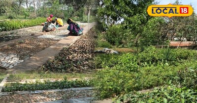 ब्रज में हरियाली के लिए तैयारियां शुरू, 16.9 लाख पौधों से बदलेगा भरतपुर-डीग का पर्यावरण संतुलन.