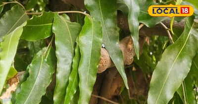 अशोक वृक्ष का पेड़ सेहत के लिए होता है फायदेमंद।