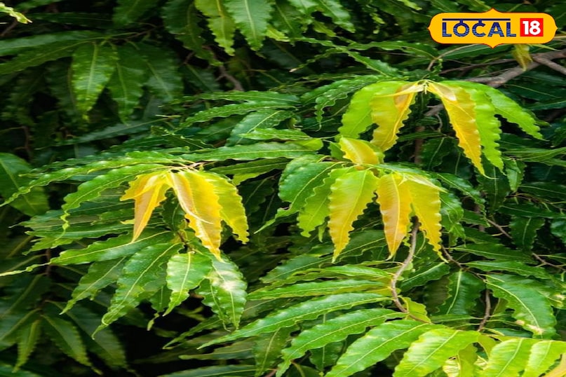 Moradabad news, hindi news, local news, up news, मुरादाबाद समाचार, हिंदी समाचार, लोकल समाचार, यूपी समाचार।