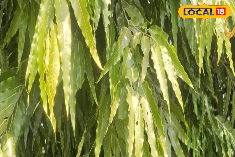 Moradabad news, hindi news, local news, up news, मुरादाबाद समाचार, हिंदी समाचार, लोकल समाचार, यूपी समाचार।