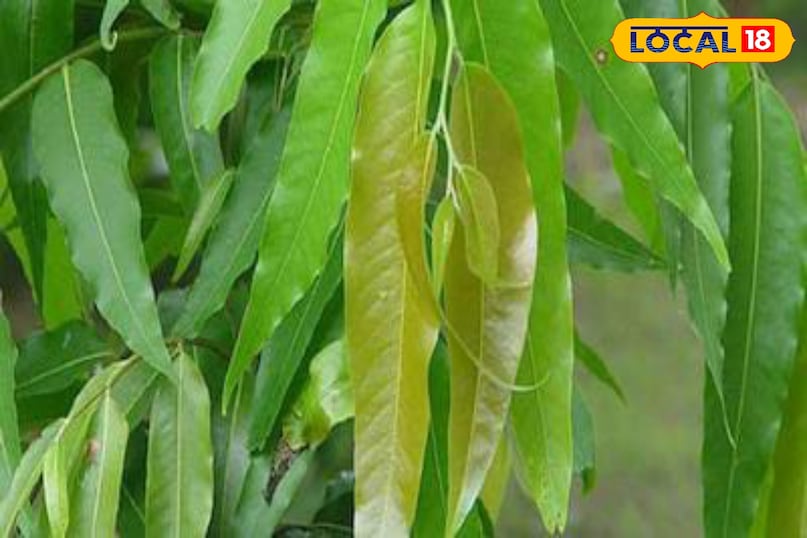 Moradabad news, hindi news, local news, up news, मुरादाबाद समाचार, हिंदी समाचार, लोकल समाचार, यूपी समाचार।