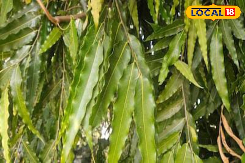 Moradabad news, hindi news, local news, up news, मुरादाबाद समाचार, हिंदी समाचार, लोकल समाचार, यूपी समाचार।